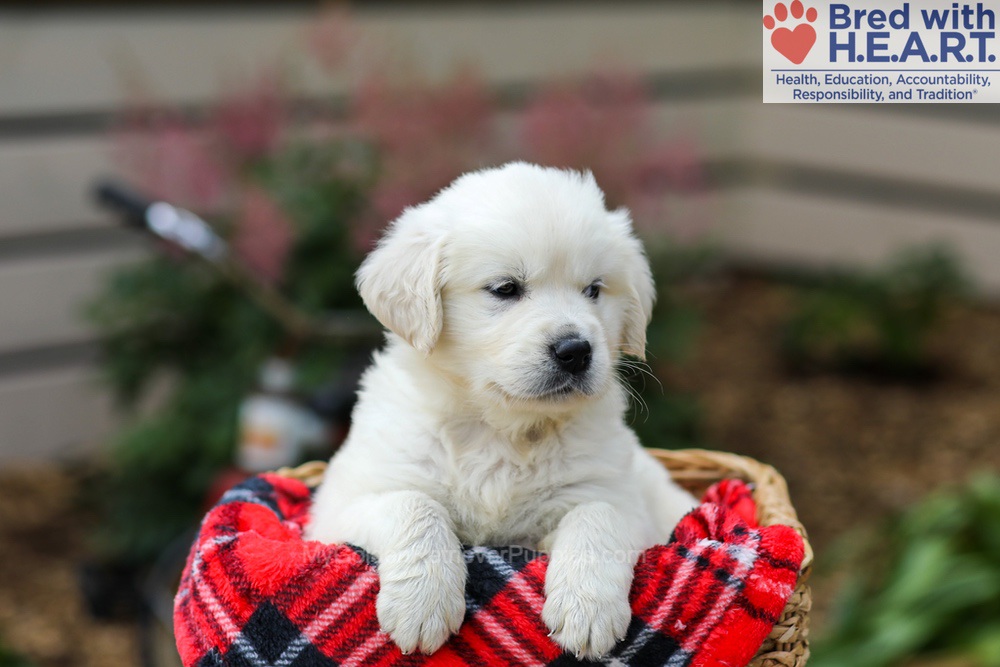 Lola Image of Lola, a Golden Retriever puppy