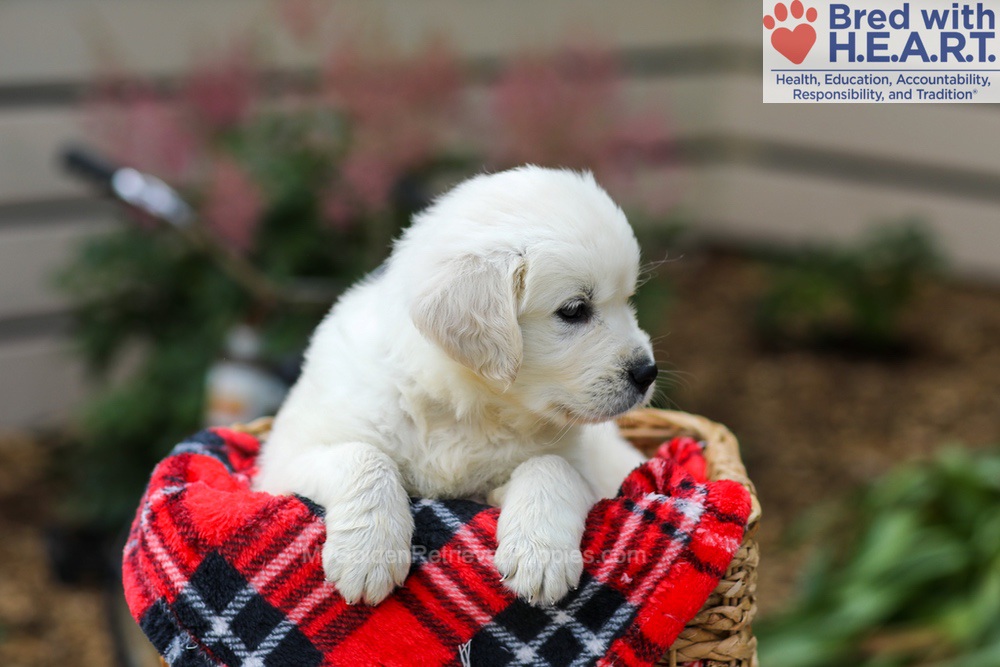 Lola Image of Lola, a Golden Retriever puppy