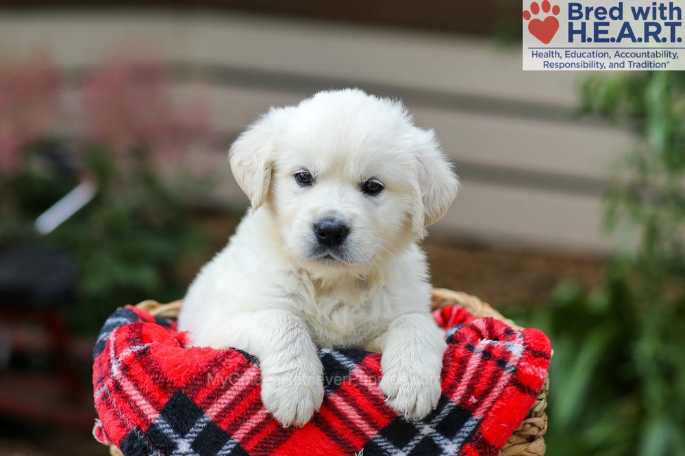 Lola Image of Lola, a Golden Retriever puppy