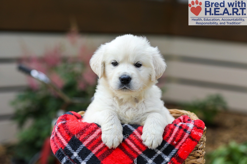 Lola Image of Lola, a Golden Retriever puppy