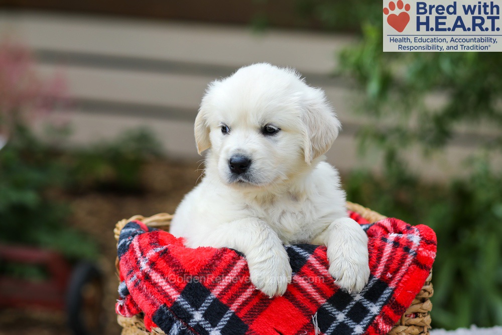 Lola Image of Lola, a Golden Retriever puppy