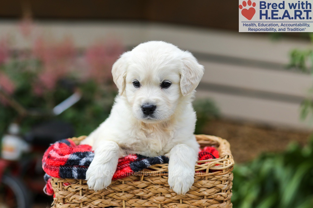 Lucy Image of Lucy, a Golden Retriever puppy