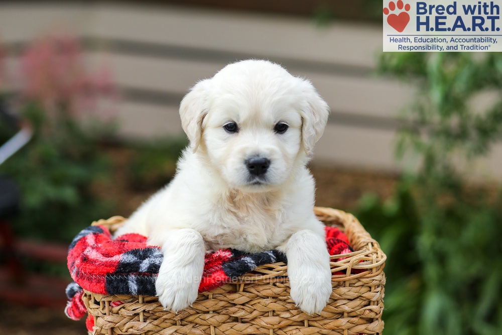 Lucy Image of Lucy, a Golden Retriever puppy