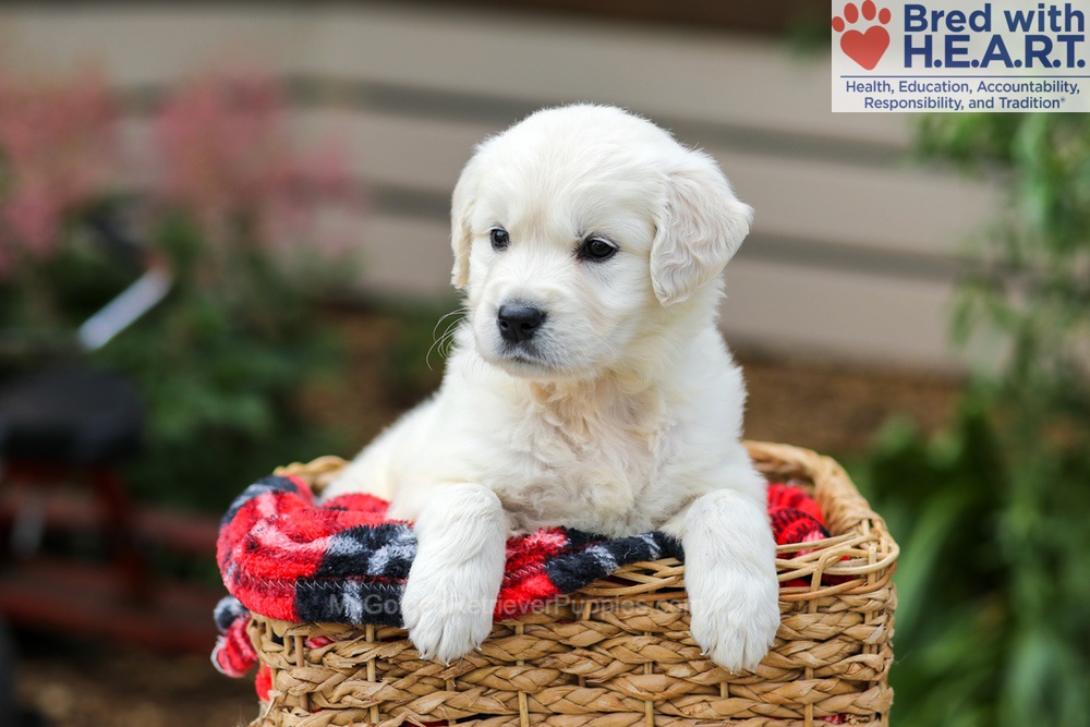 Lucy Image of Lucy, a Golden Retriever puppy