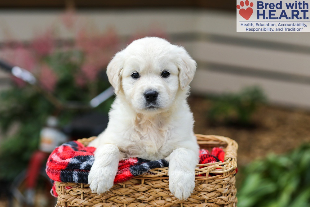 Lucy Image of Lucy, a Golden Retriever puppy