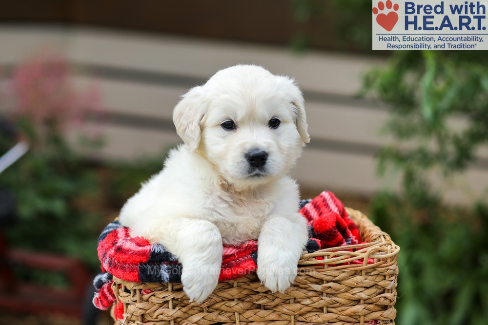 Lucy Image of Lucy, a Golden Retriever puppy