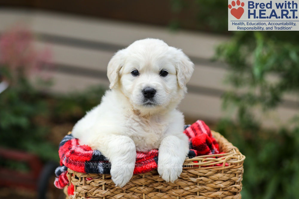 Lucy Image of Lucy, a Golden Retriever puppy