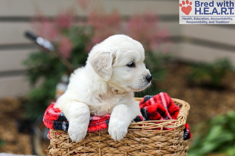 Lucy Image of Lucy, a Golden Retriever puppy