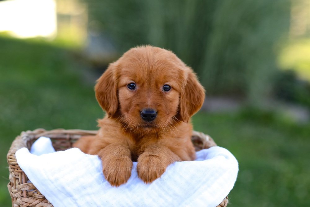 Macy Image of Macy, a Golden Retriever puppy