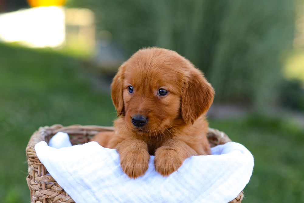 Macy Image of Macy, a Golden Retriever puppy