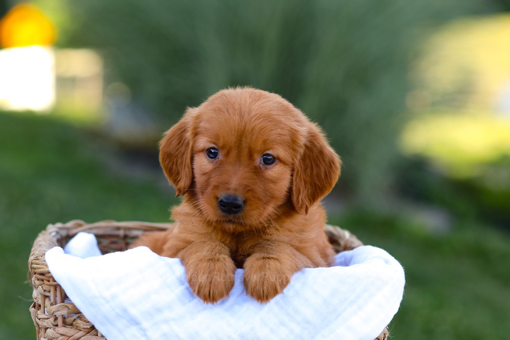 Macy Image of Macy, a Golden Retriever puppy