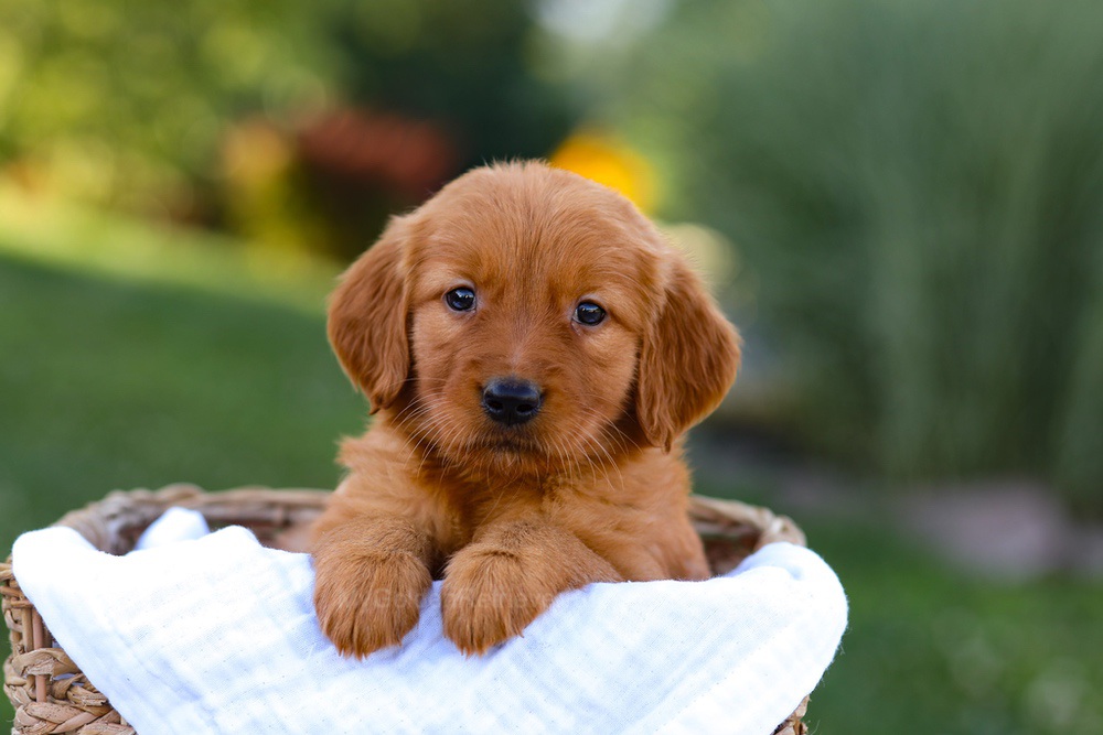 Macy Image of Macy, a Golden Retriever puppy