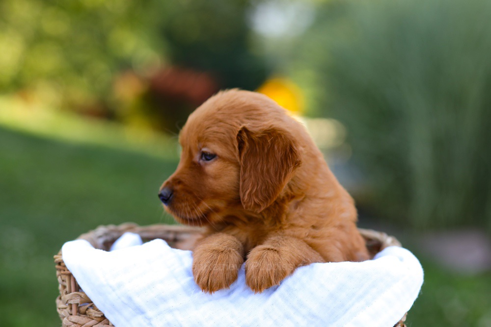 Macy Image of Macy, a Golden Retriever puppy