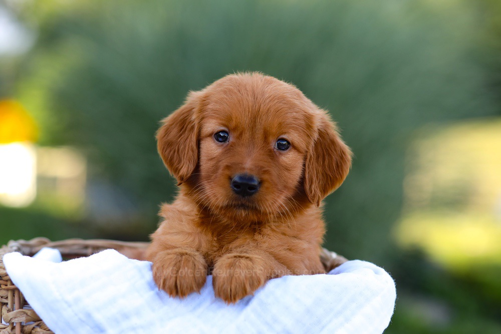 Macy Image of Macy, a Golden Retriever puppy