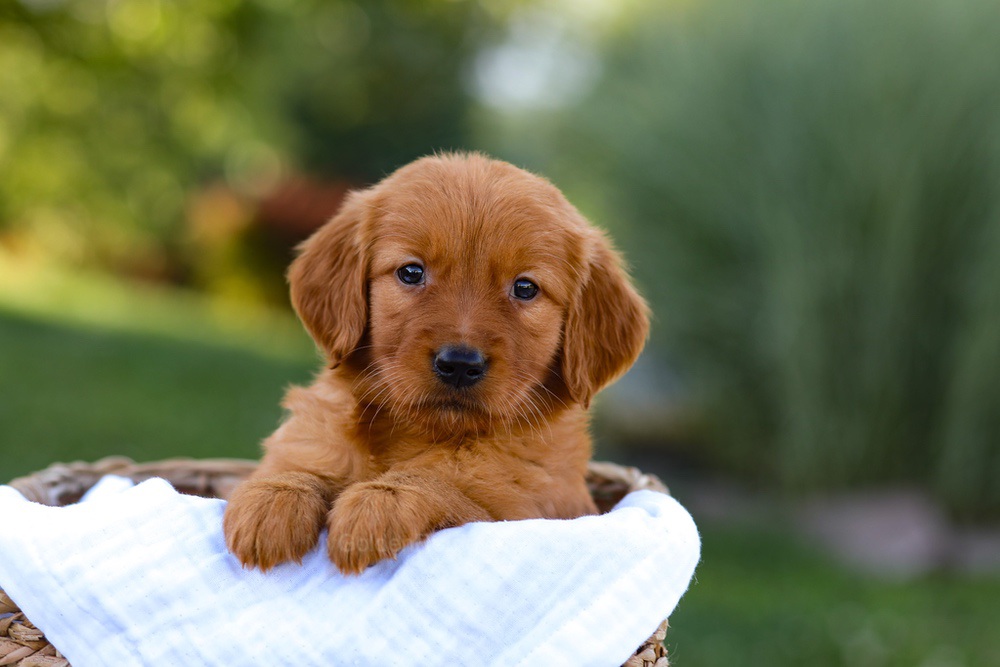 Macy Image of Macy, a Golden Retriever puppy