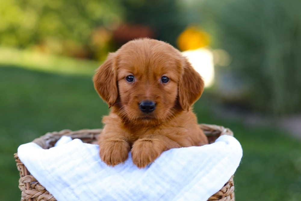 Macy Image of Macy, a Golden Retriever puppy