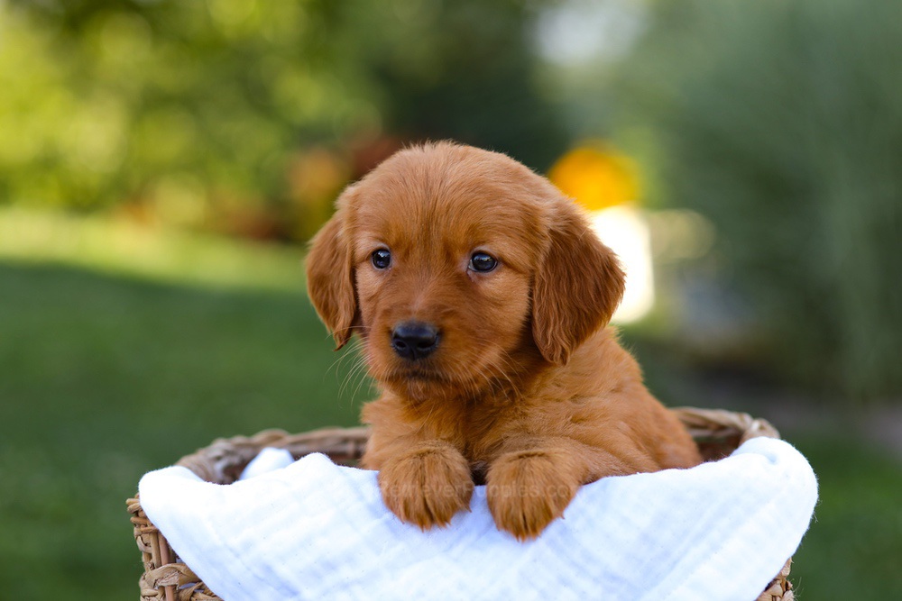 Macy Image of Macy, a Golden Retriever puppy