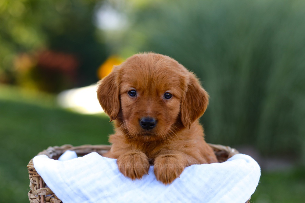 Macy Image of Macy, a Golden Retriever puppy