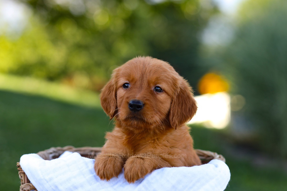 Macy Image of Macy, a Golden Retriever puppy