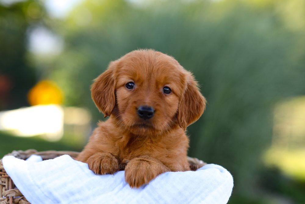 Macy Image of Macy, a Golden Retriever puppy