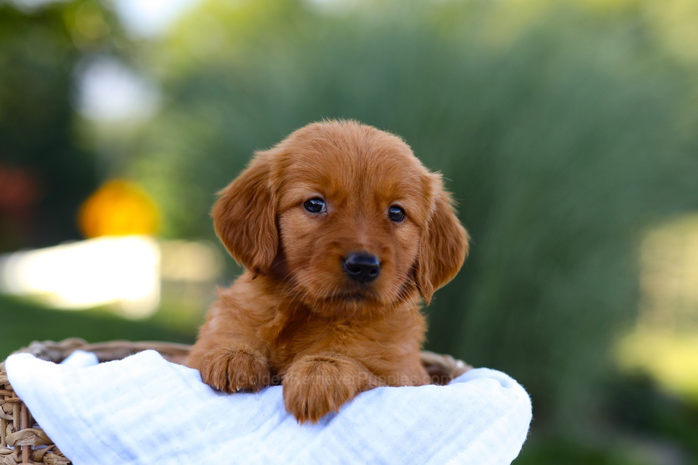 Macy Image of Macy, a Golden Retriever puppy