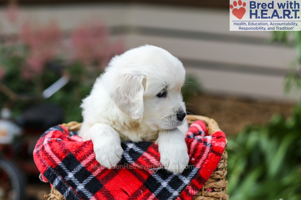 Maggie Image of Maggie, a Golden Retriever puppy