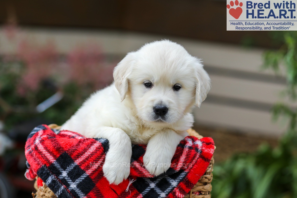 Maggie Image of Maggie, a Golden Retriever puppy