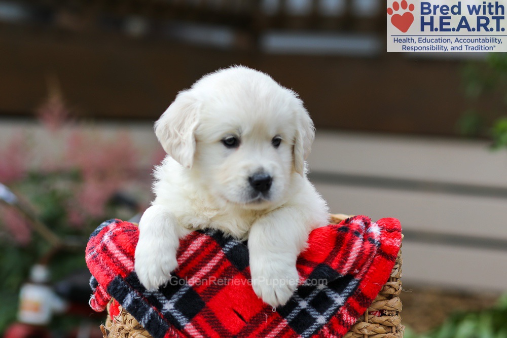 Maggie Image of Maggie, a Golden Retriever puppy