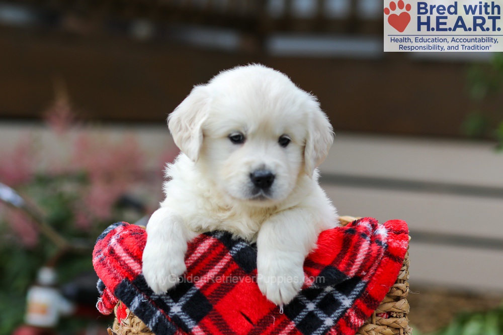 Maggie Image of Maggie, a Golden Retriever puppy