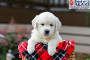 Image of Maggie, a Golden Retriever puppy