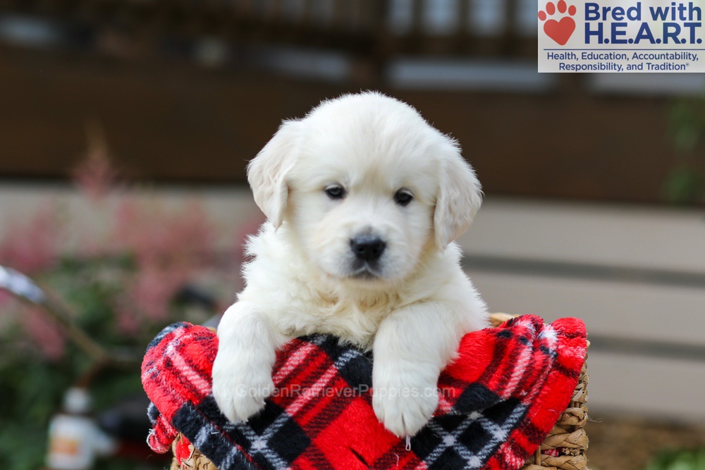 Maggie Image of Maggie, a Golden Retriever puppy