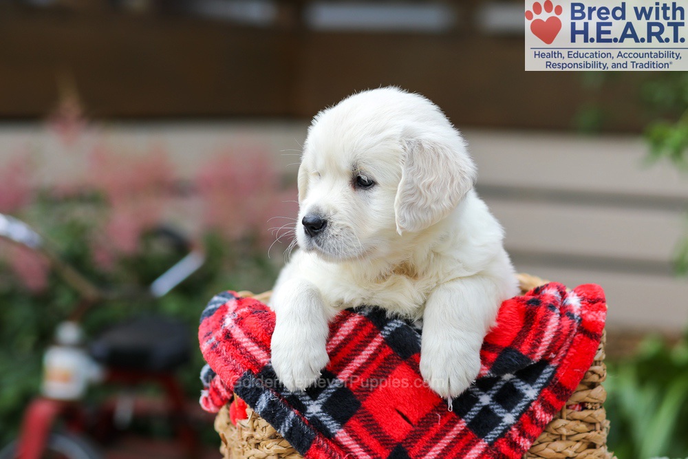 Maggie Image of Maggie, a Golden Retriever puppy