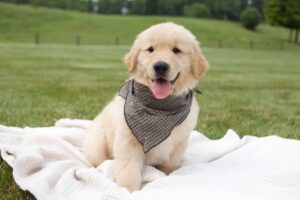 Image of Mason, a Golden Retriever puppy