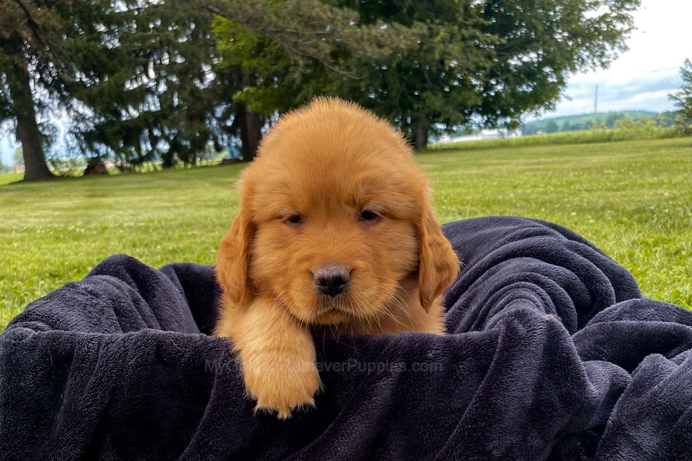Mia Image of Mia, a Golden Retriever puppy