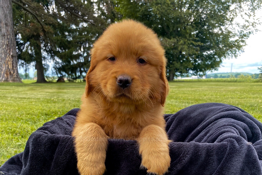 Mia Image of Mia, a Golden Retriever puppy