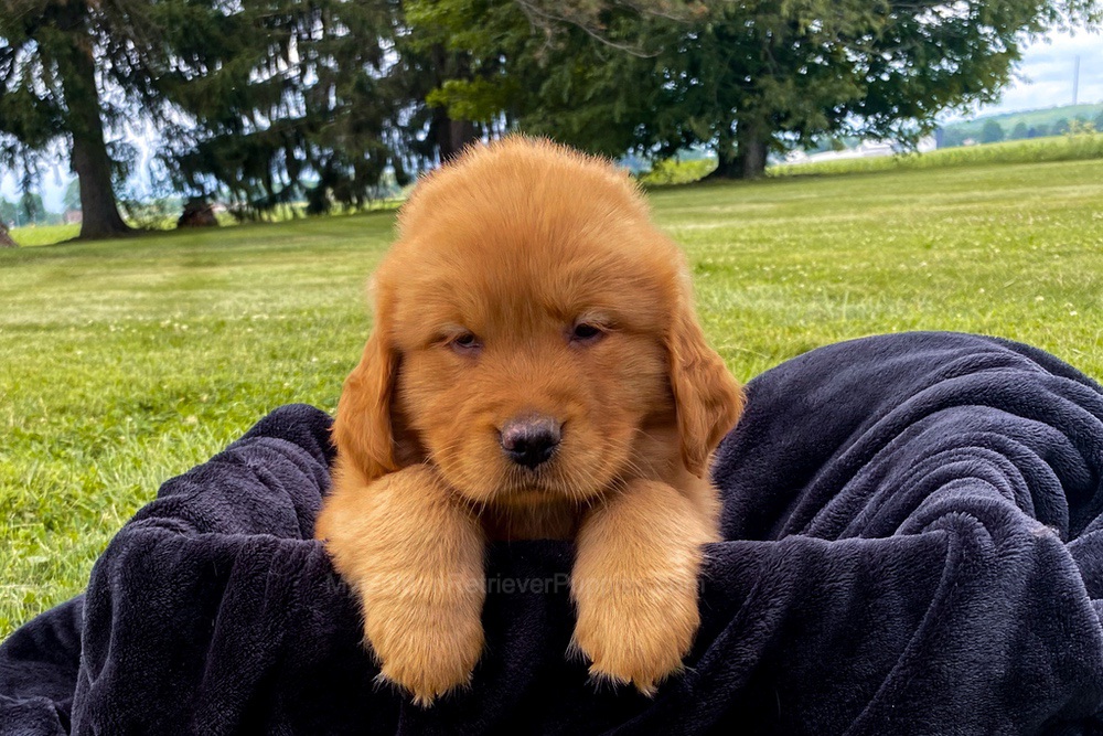 Mia Image of Mia, a Golden Retriever puppy