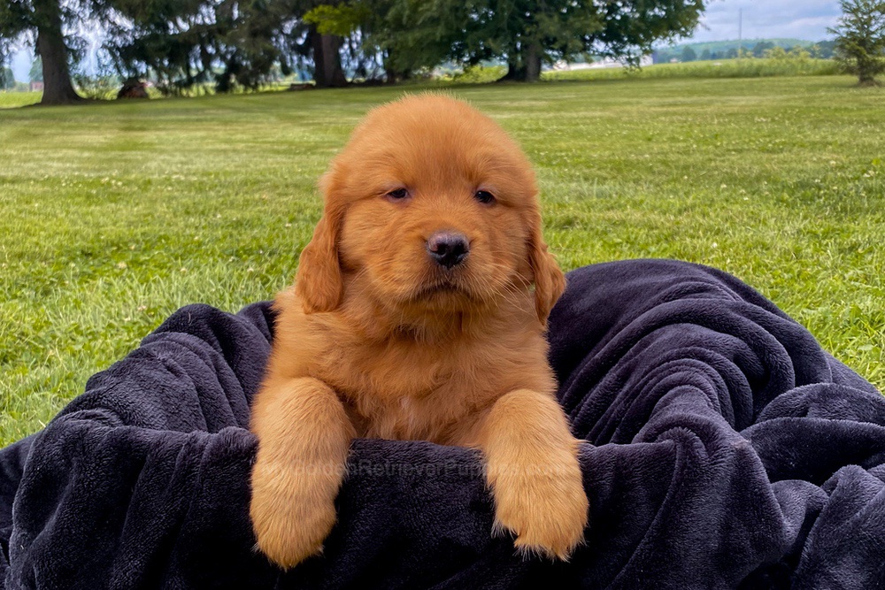 Mia Image of Mia, a Golden Retriever puppy