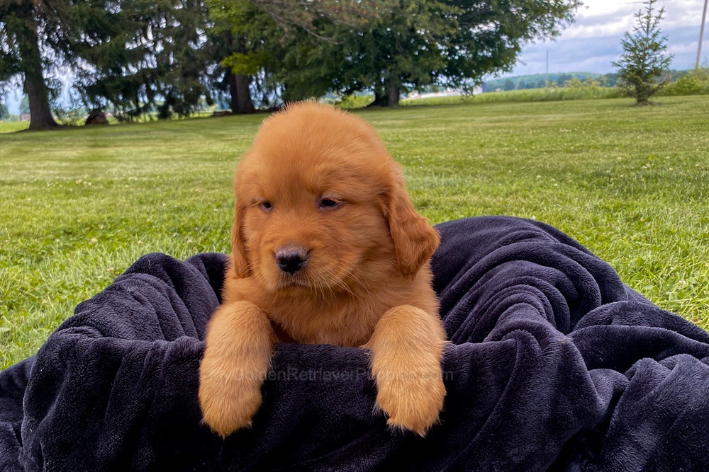 Mia Image of Mia, a Golden Retriever puppy