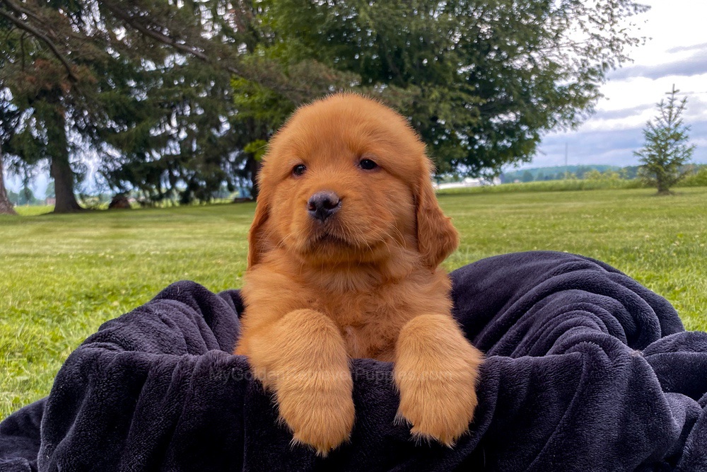 Mia Image of Mia, a Golden Retriever puppy