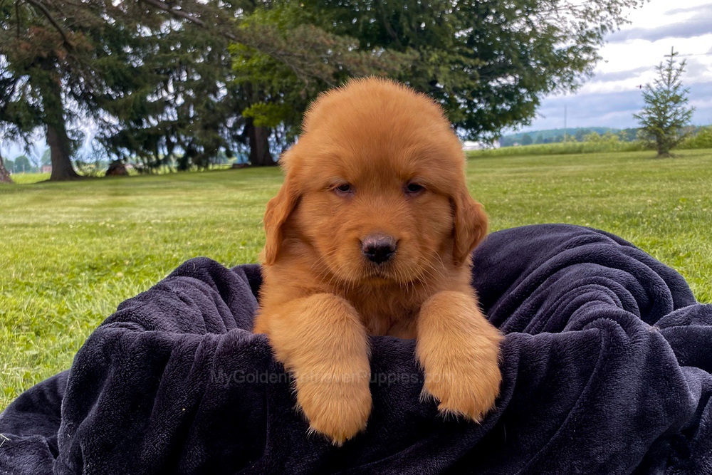 Mia Image of Mia, a Golden Retriever puppy
