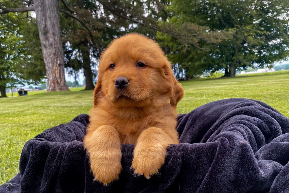 Mia Image of Mia, a Golden Retriever puppy