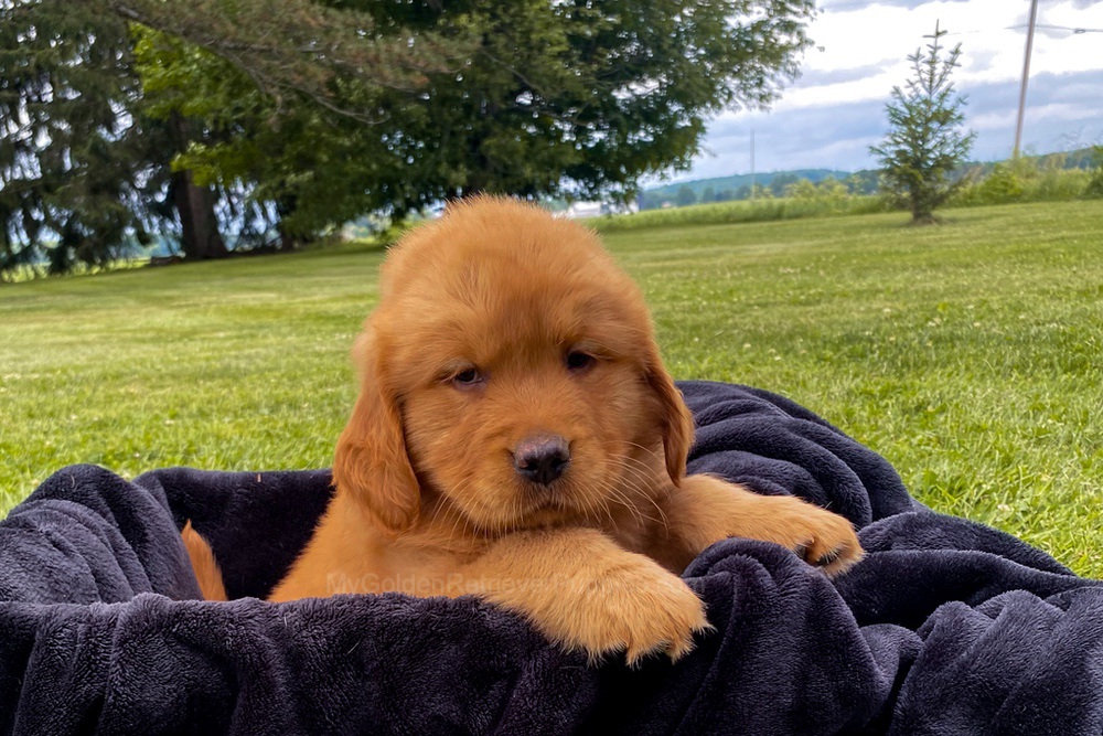 Mia Image of Mia, a Golden Retriever puppy