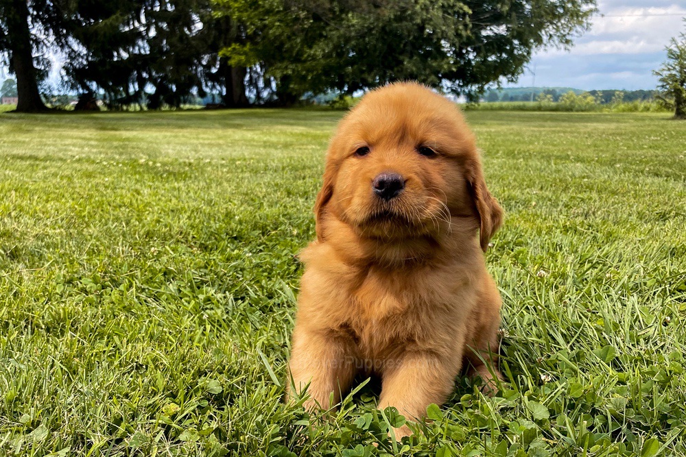 Mia Image of Mia, a Golden Retriever puppy