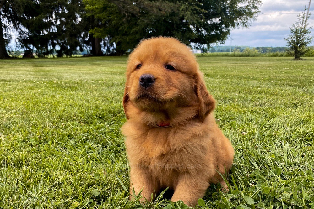 Mia Image of Mia, a Golden Retriever puppy