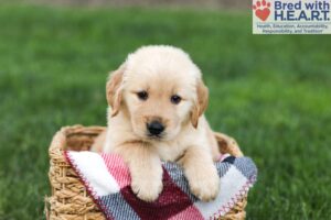 Image of Nacho, a Golden Retriever puppy