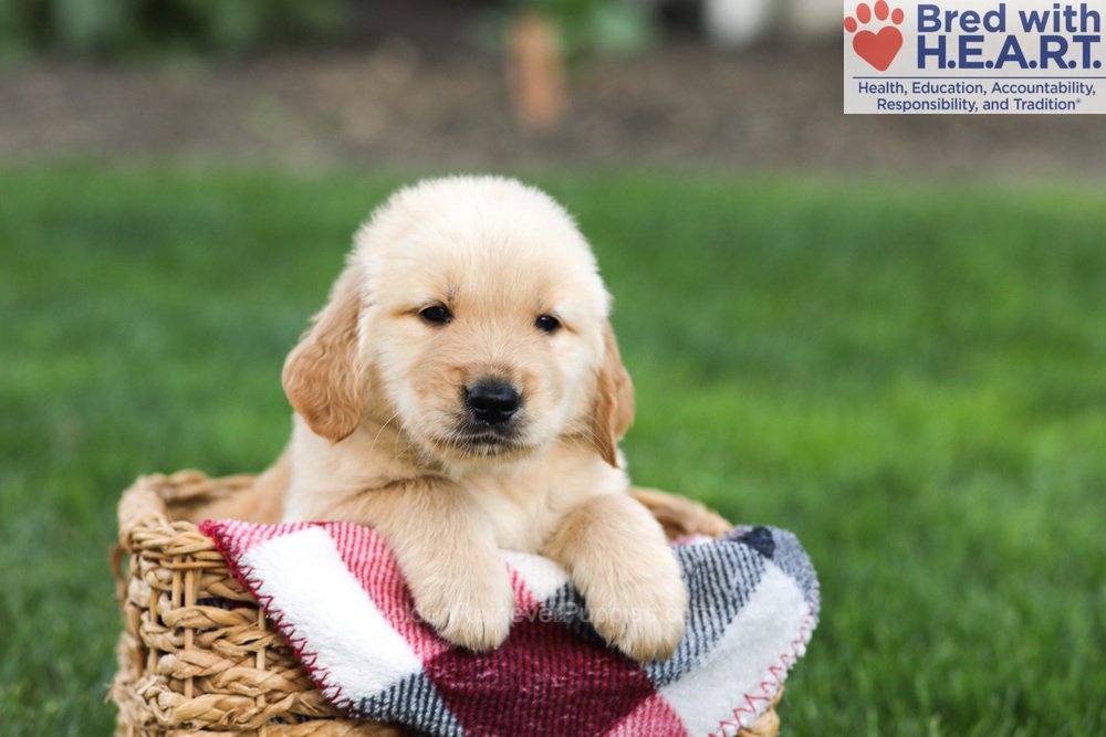 Nacho Image of Nacho, a Golden Retriever puppy