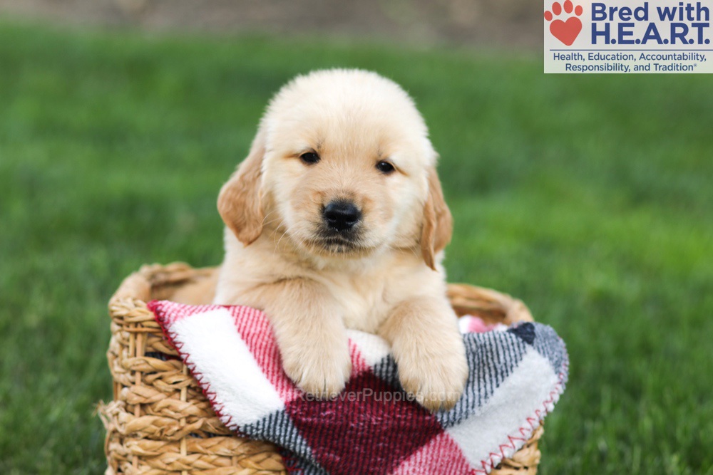 Nacho Image of Nacho, a Golden Retriever puppy