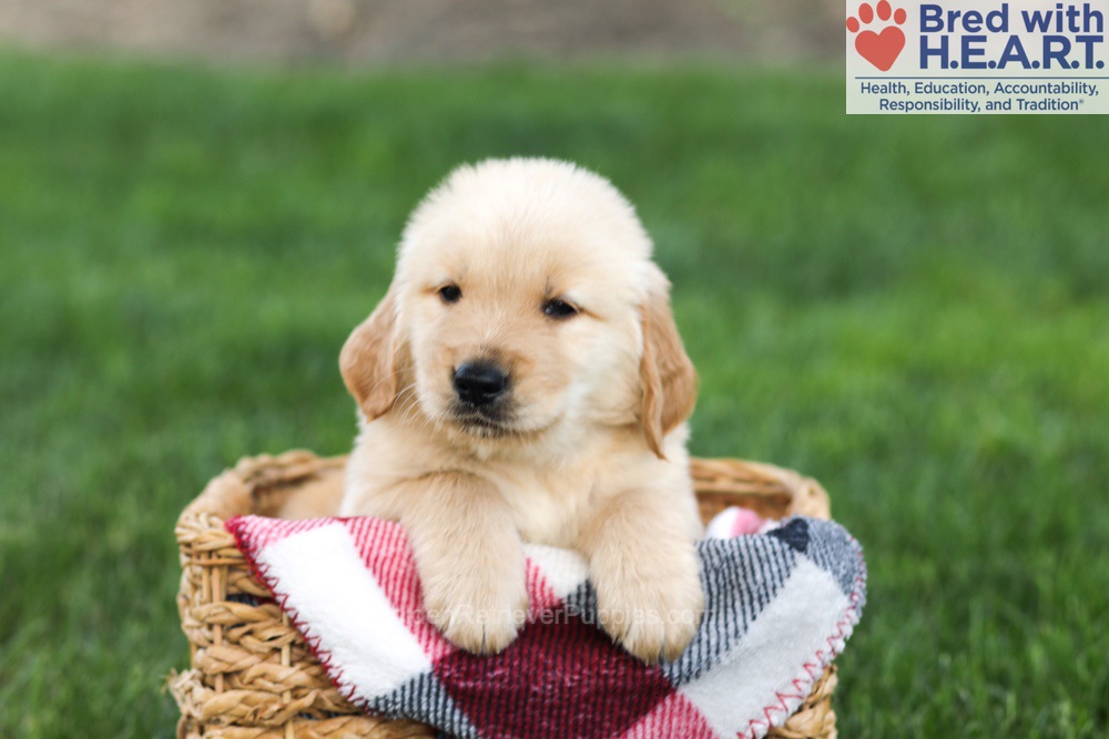 Nacho Image of Nacho, a Golden Retriever puppy