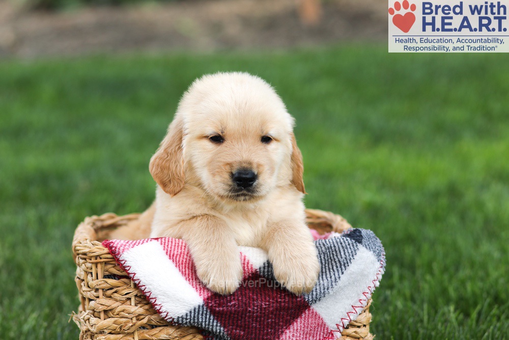 Nacho Image of Nacho, a Golden Retriever puppy