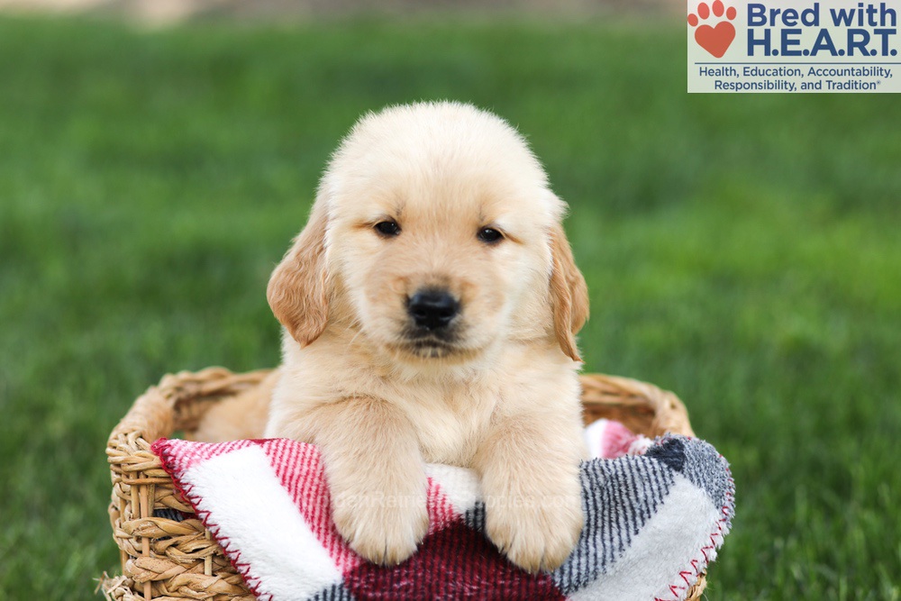 Nacho Image of Nacho, a Golden Retriever puppy